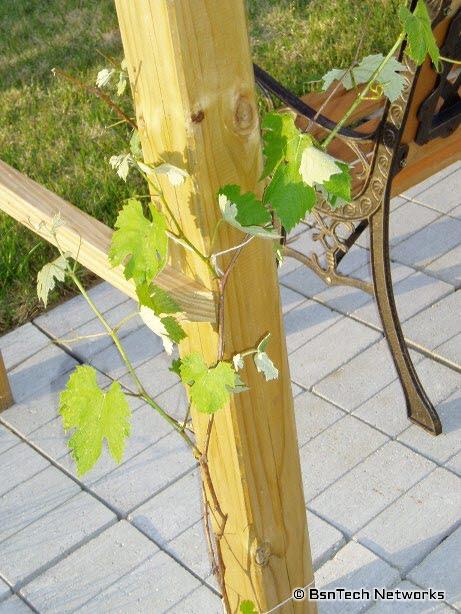 Flame Bunch Grape Vine