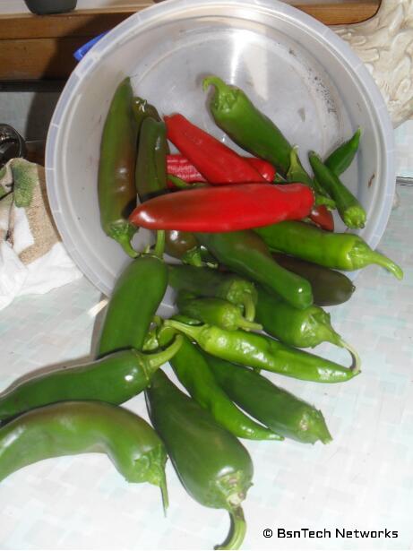 Anaheim Hot Peppers
