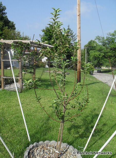 Granny Smith Apple Tree