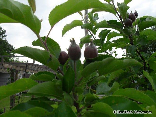 Granny Smith Apple Development