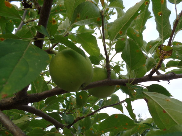 Granny Smith Apple Tree