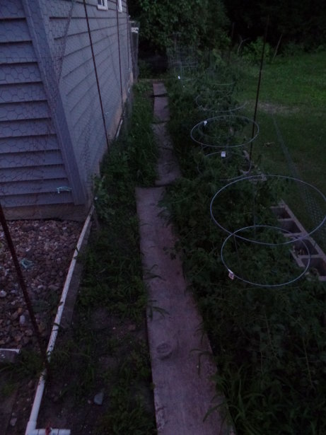Backyard Garden