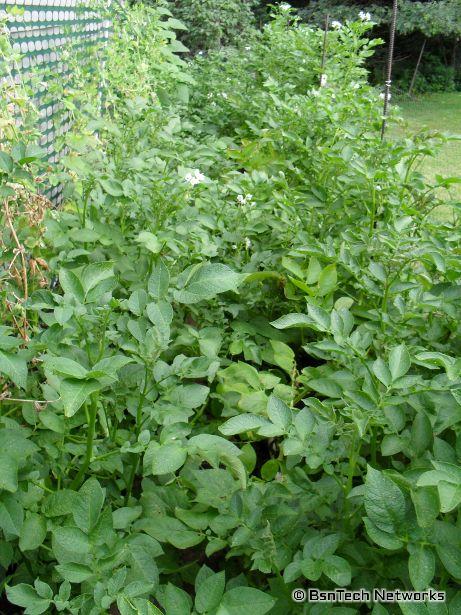Back Garden