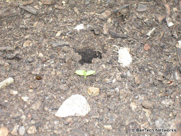 Basil Seedling