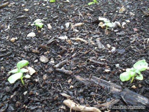 Basil Seedlings