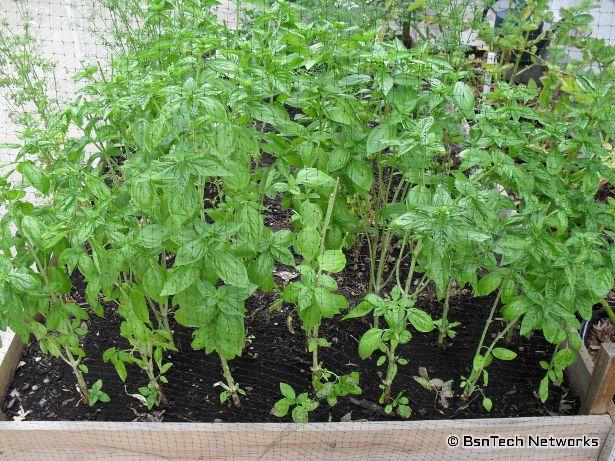 Basil with Flowers Cut Off