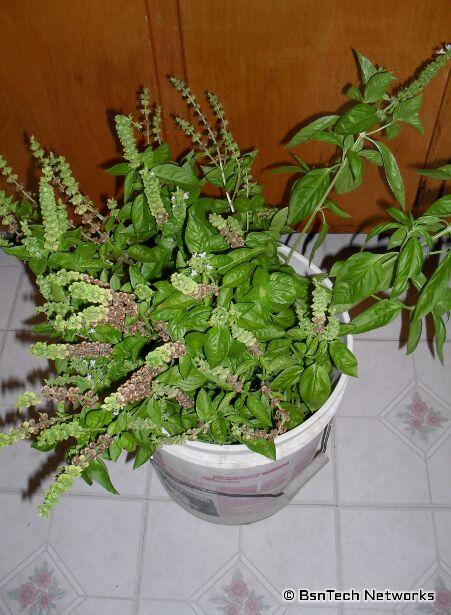 Basil