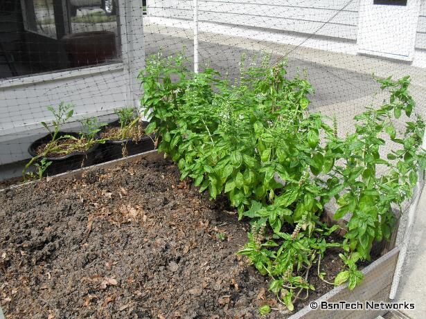 Basil