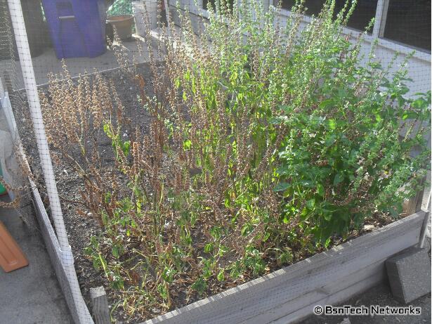 Sweet Basil Plants