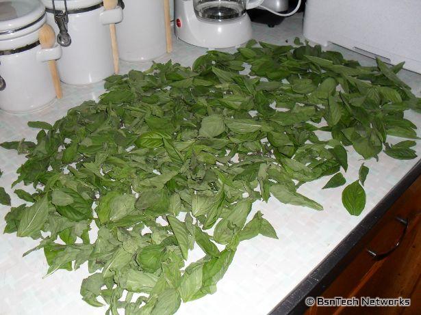 Basil Drying