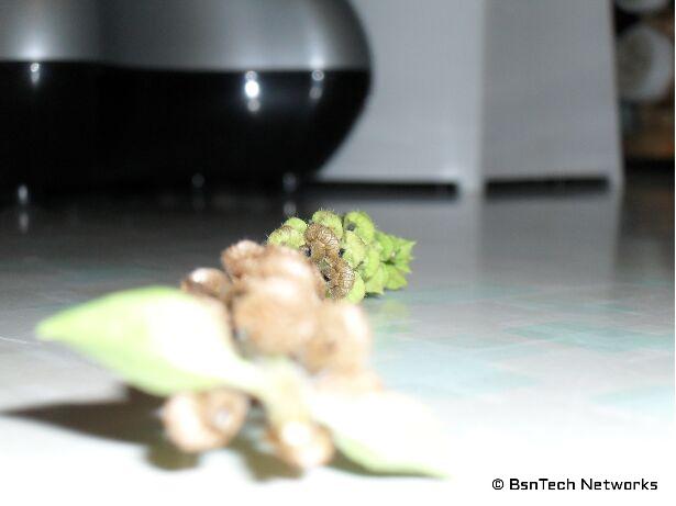 Basil Flower Pod