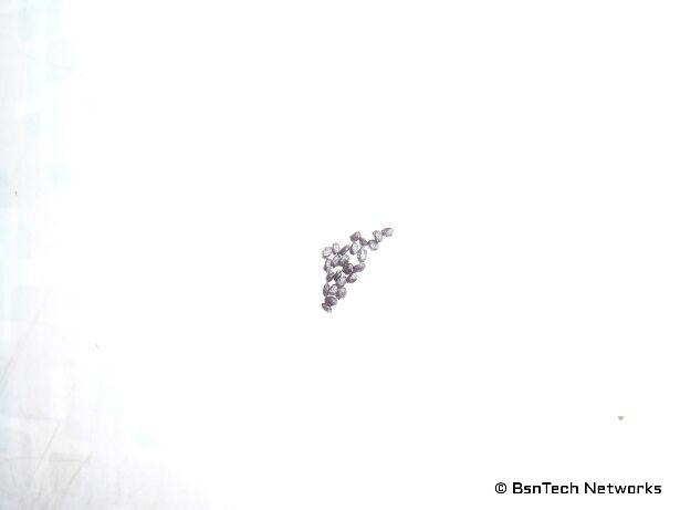 Basil Seeds
