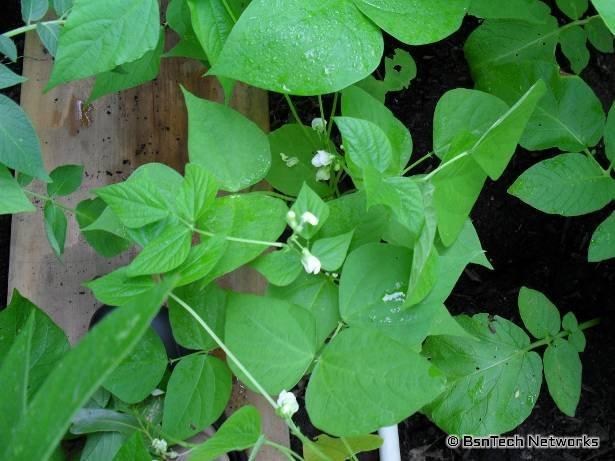 Greencrop Green Beans