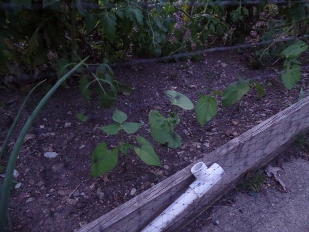 Green Beans