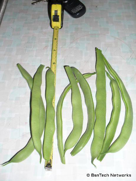Greencrop Green Beans