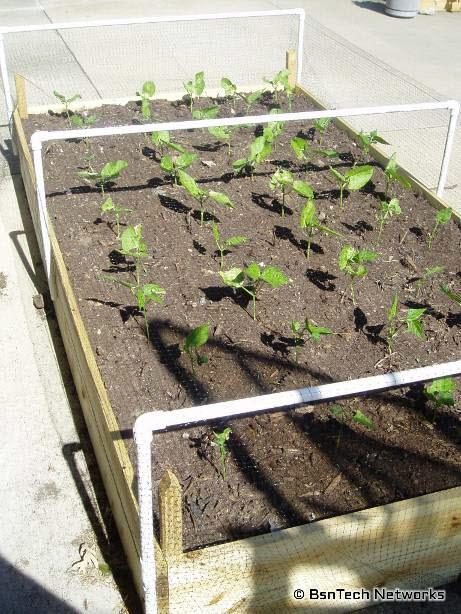 Green Beans