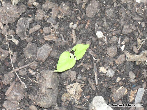 Greencrop Green Beans