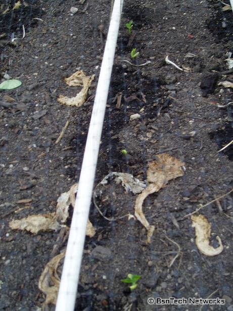 Sprouted Green Beans