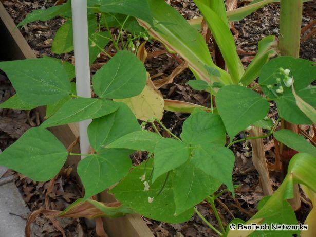 Greencrop Green Beans