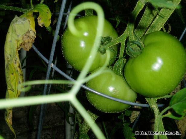 Best Boy Tomatoes