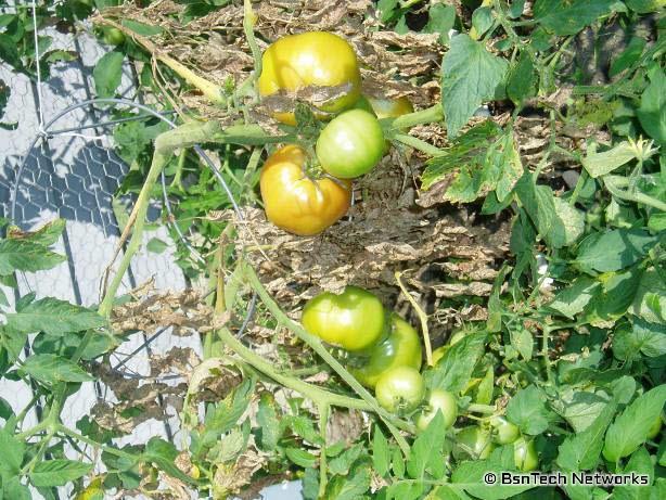 Best Boy Tomatoes