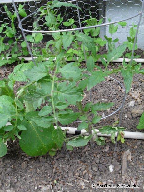 Best Boy Tomato Plant