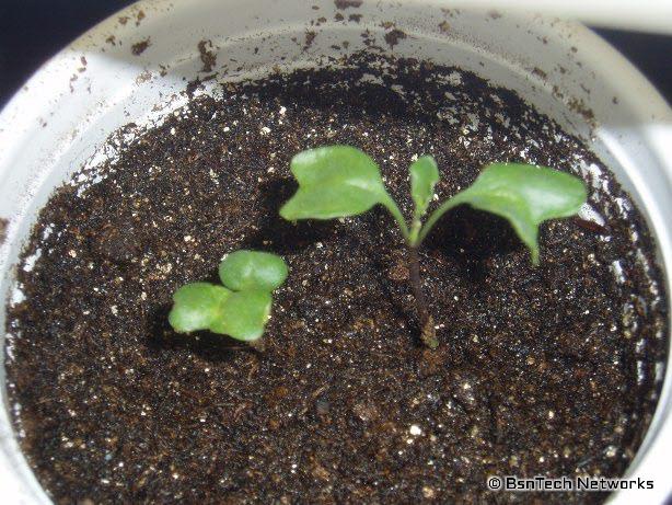 Green Goliath Broccoli Seedlings