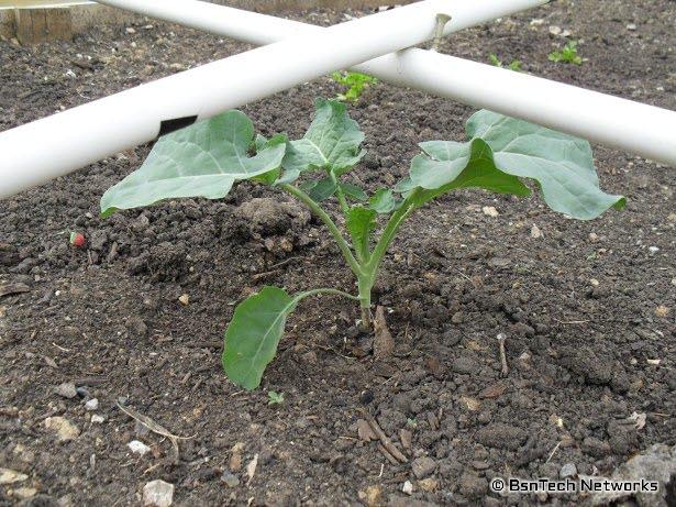 Green Goliath Broccoli