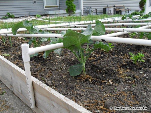 Green Goliath Broccoli