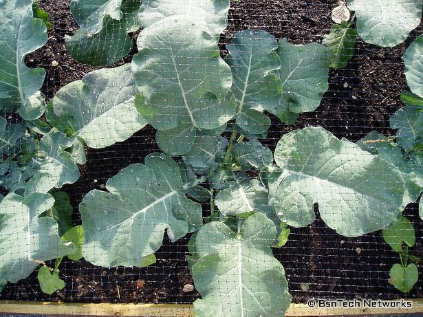 Broccoli