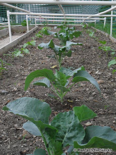 Broccoli and Green Beans