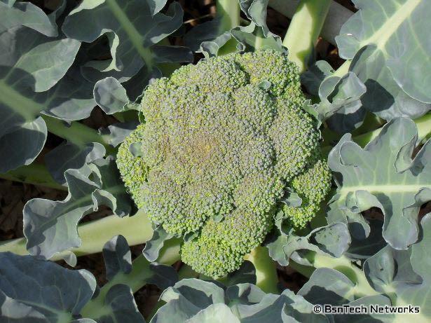 Green Goliath Broccoli Head