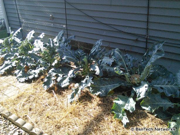 Broccoli Plants