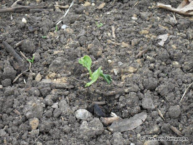 Runt Green Goliath Broccoli