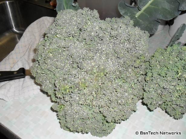 Green Goliath Broccoli