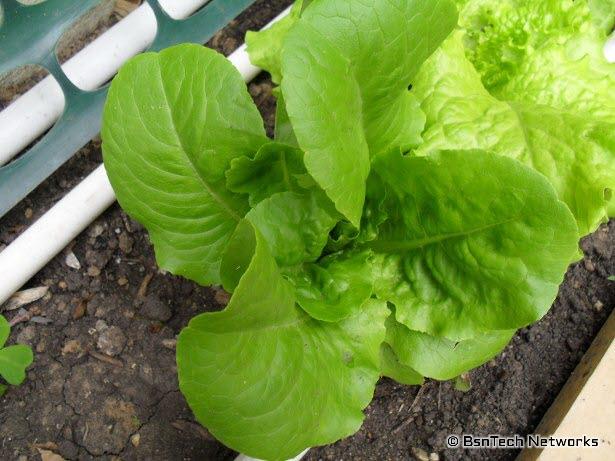 Buttercrunch Lettuce Plant