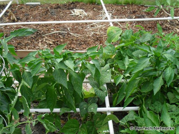 California Wonder Pepper Plants