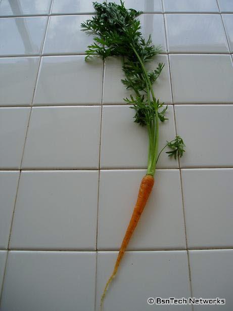 Carrot