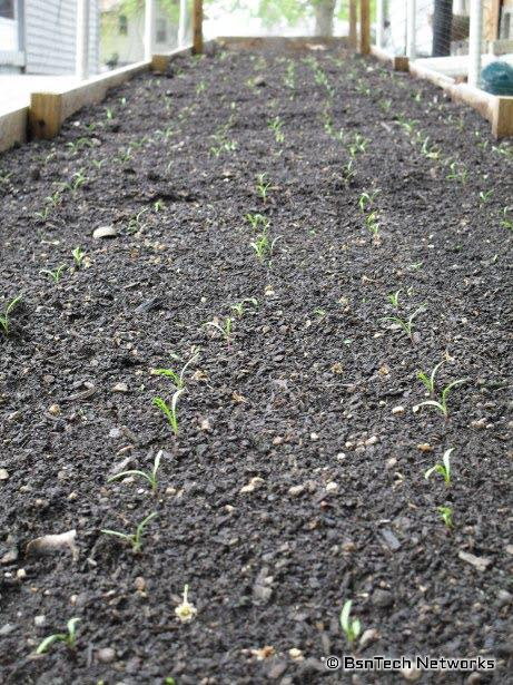 Carrot Seedlings