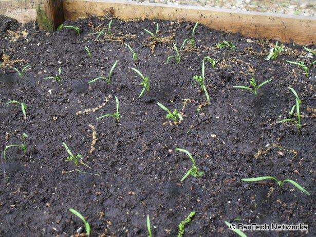 Carrot Seedlings