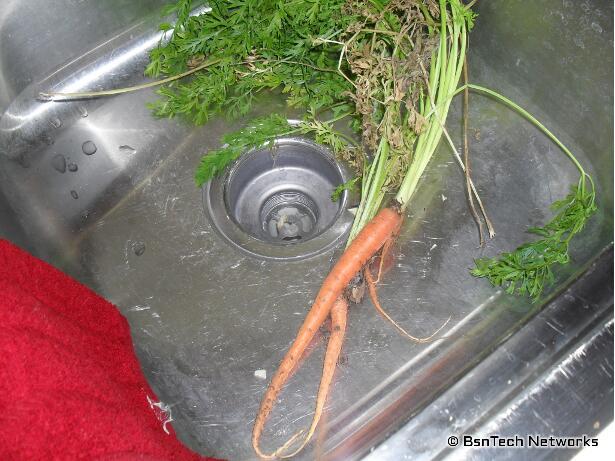 Sugarsnax Carrots