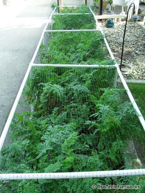 Carrots