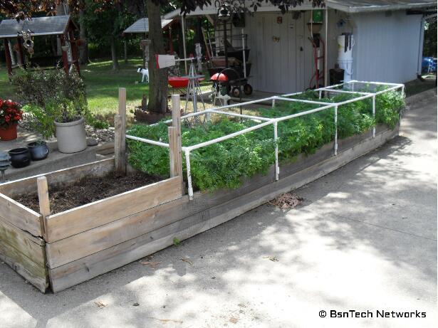 Carrot Bed