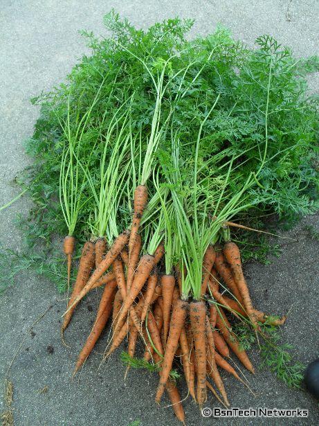 Burpee A#1 Carrots