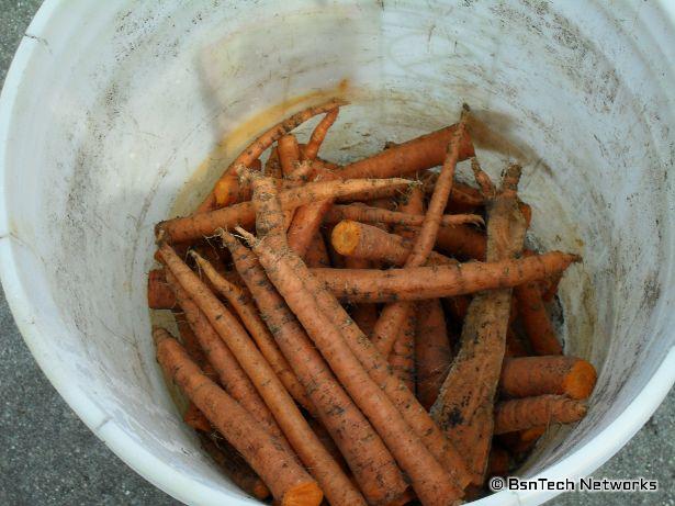 Sugarsnax Carrots