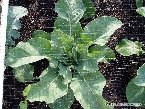 Cauliflower