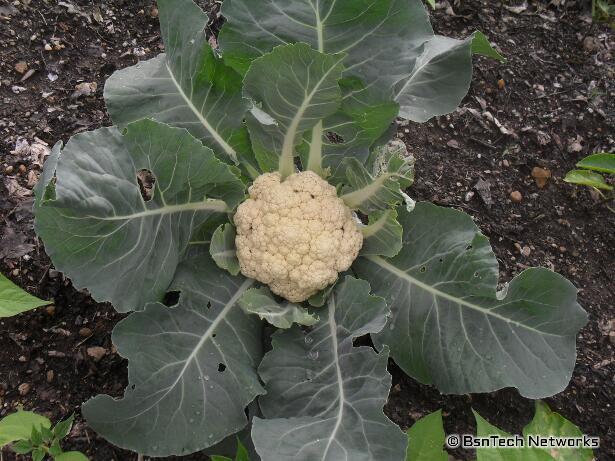 Snow Crown Cauliflower Curd