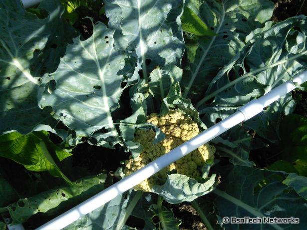 Snow Crown Cauliflower