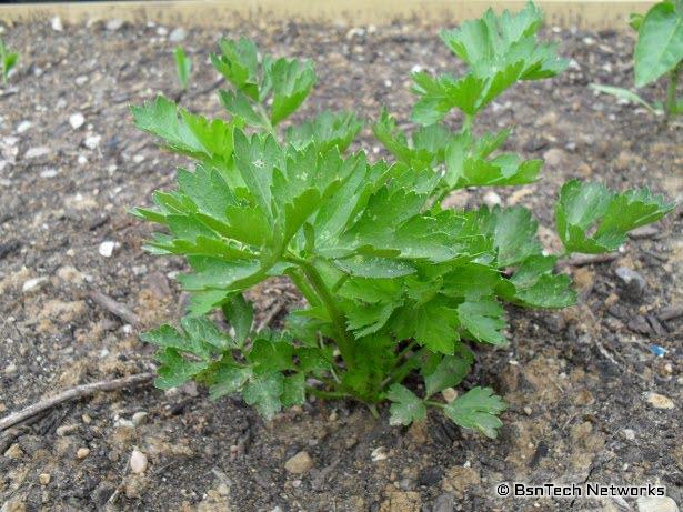 Ventura Celery Plant
