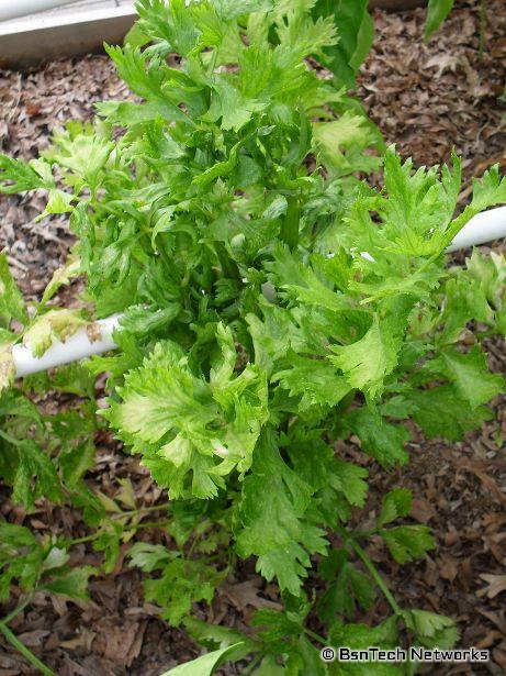 Ventura Celery